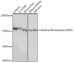 Alkaline Phosphatase/ALPL Rabbit anti-Human, Mouse, Rat, Clone: 10B1M5, Novus Biologicals 20 &mu;g | Buy Online | Novus Biologicals | Fisher Scientific