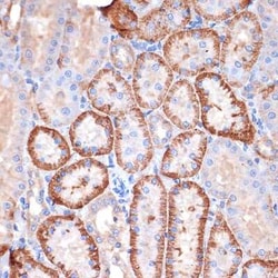 Alpha Fodrin Rabbit anti-Human, Mouse, Rat, Clone: 9H5V8, Novus Biologicals:Antibodies:Primary