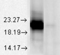 AlphaA Crystallin/CRYAA Antibody (1H3.B8), Novus Biologicals 50ug; Unlabeled:Antibodies,