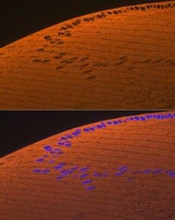 AlphaA Crystallin/CRYAA Rabbit anti-Mouse, Rat, Clone: 1T1F5, Novus Biologicals 100 &mu;g | Buy Online | Novus Biologicals | Fisher Scientific