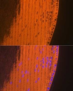 AlphaA Crystallin/CRYAA Rabbit anti-Mouse, Rat, Clone: 1T1F5, Novus Biologicals 100 &mu;g | Buy Online | Novus Biologicals | Fisher Scientific