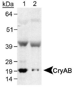 AlphaB Crystallin/CRYAB Antibody, Novus Biologicals 0.025 mL | Buy Online | Novus Biologicals | Fisher Scientific