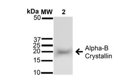 AlphaB Crystallin/CRYAB Antibody, Novus Biologicals 0.025 mL, Unconjugated:Antibodies,