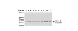 AlphaB Crystallin/CRYAB Antibody, Novus Biologicals 0.025 mL, Unconjugated:Antibodies,