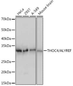 Aly Rabbit anti-Human, Mouse, Rat, Clone: 6I4T10, Novus Biologicals 100