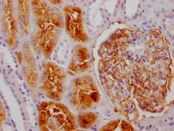 Aminopeptidase A/ENPEP Antibody (2G11), Novus Biologicals 100 &mu;g; Unconjugated:Antibodies,