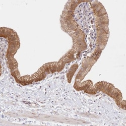 Aminopeptidase B/RNPEP Antibody, Novus Biologicals 0.1mL; Unlabeled:Antibodies,