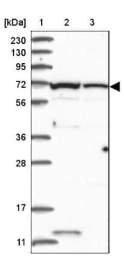 Aminopeptidase B/RNPEP Antibody, Novus Biologicals 0.1mL; Unlabeled:Antibodies,