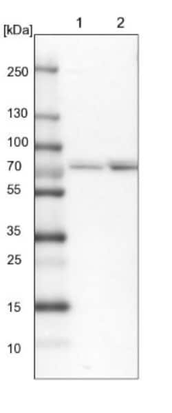 Aminopeptidase P1/XPNPEP1 Antibody, Novus Biologicals:Antikörper:Primärantikörper
