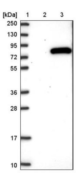 Aminopeptidase P1/XPNPEP1 Antibody, Novus Biologicals 0.1mL; Unlabeled:Antibodies,