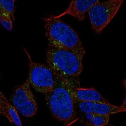 Aminopeptidase P2/XPNPEP2 Antibody, Novus Biologicals 25 &mu;L; Unlabeled:Antibodies,