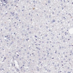 Aminopeptidase P2/XPNPEP2 Antibody, Novus Biologicals 25 &mu;L; Unlabeled:Antibodies,