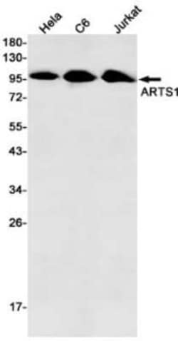 Aminopeptidase PILS/ARTS1 Rabbit anti-Human, Mouse, Rat, Clone: S06-1H3,