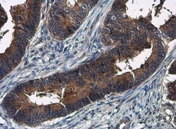 Amphiregulin Antibody, Novus Biologicals 0.1mL; Unlabeled:Antikroppar