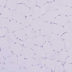 Amylin Antibody, Novus Biologicals 0.1mL; Unlabeled:Antibodies, Polyclonal