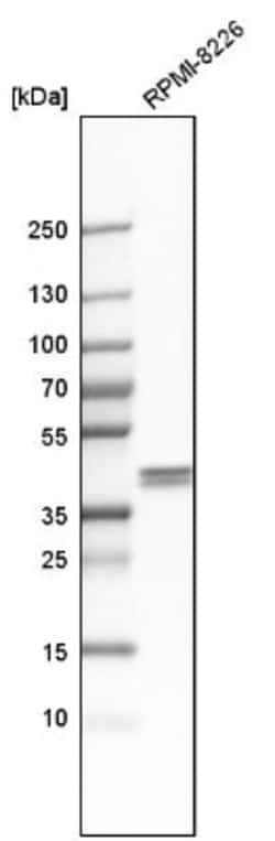 Ancient ubiquitous protein 1 Antibody, Novus Biologicals 25 &mu;L; Unlabeled:Antibodies,