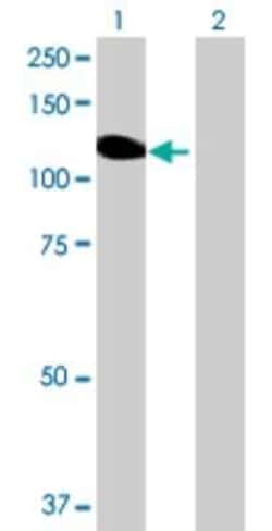 Novus Biologicals&trade;&nbsp;Angiomotin like 1 293T Cell Transient Overexpression Lysate