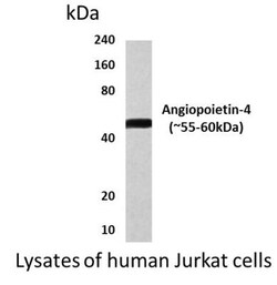 Angiopoietin-4 Antibody (MM0090-11M11) - Azide and BSA Free, Novus Biologicals