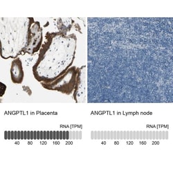Angiopoietin-like Protein 1/ANGPTL1 Antibody, Novus Biologicals 0.1mL;