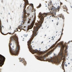 Angiopoietin-like Protein 1/ANGPTL1 Antibody, Novus Biologicals 0.1mL;