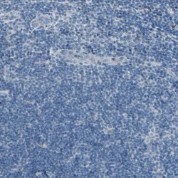 Angiopoietin-like Protein 1/ANGPTL1 Antibody, Novus Biologicals 0.1mL;