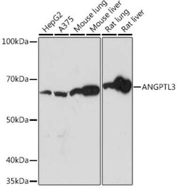 Angiopoietin-like Protein 3/ANGPTL3 Rabbit anti-Human, Mouse, Rat, Clone: 4W9A7, Novus Biologicals 20 &mu;g | Buy Online | Novus Biologicals | Fisher Scientific