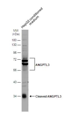 Angiopoietin-like Protein 3/ANGPTL3 Antibody, Novus Biologicals 0.1mL;
