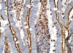 Angiopoietin-like Protein 5/ANGPTL5 Antibody, Novus Biologicals 100 &mu;g | Buy Online | Novus Biologicals | Fisher Scientific