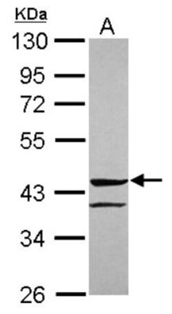 Angiopoietin-like Protein 5/ANGPTL5 Antibody, Novus Biologicals 0.1mL;