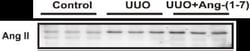 Angiotensin II/III Antibody (Ang II E7 (BGN/KA/4L)) - BSA Free, Novus Biologicals:Antibodies:Primary