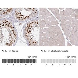 Anillin Antibody, Novus Biologicals:Antibodies:Primary Antibodies