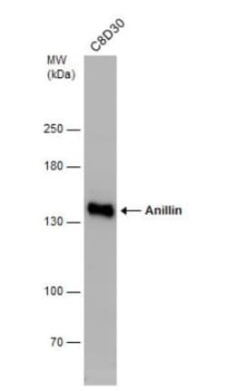 Anillin Antibody, Novus Biologicals 0.1mg; Unlabeled:Antibodies, Polyclonal