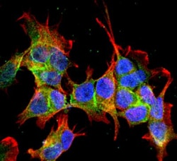Ankyrin 3 Antibody (S106-20), Novus Biologicals 100&mu;g; Unlabeled:Antibodies,