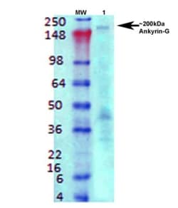 Ankyrin 3 Antibody (S106-20), Novus Biologicals 100&mu;g; Unlabeled:Antibodies,