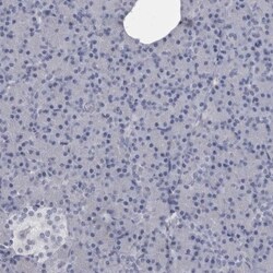 Ankyrin Brain Antibody, Novus Biologicals 0.1mL; Unlabeled:Antibodies,
