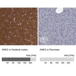 Ankyrin Brain Antibody, Novus Biologicals 0.1mL; Unlabeled:Antibodies,