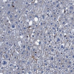 Annexin A1 Antibody, Novus Biologicals:Antibodies:Primary Antibodies