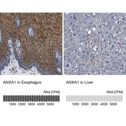 Annexin A1 Antibody, Novus Biologicals:Antibodies:Primary Antibodies