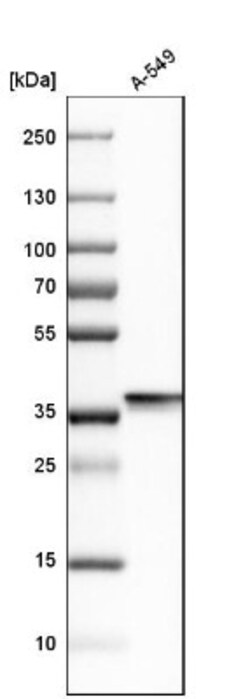 Annexin A1 Antibody, Novus Biologicals:Antibodies:Primary Antibodies