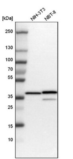 Annexin A1 Antibody, Novus Biologicals:Antibodies:Primary Antibodies