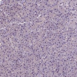 Annexin A13 Antibody, Novus Biologicals 0.1mL; Unlabeled:Antibodies, Polyclonal