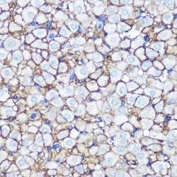 Annexin A2 Rabbit anti-Human, Mouse, Rat, Clone: 1W2B5, Novus Biologicals:Antibodies:Primary