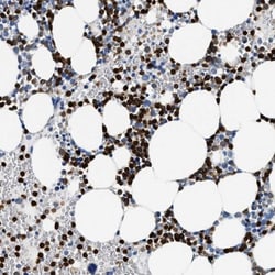 Annexin A3 Antibody, Novus Biologicals:Antibodies:Primary Antibodies