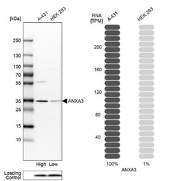 Annexin A3 Antibody, Novus Biologicals:Antibodies:Primary Antibodies