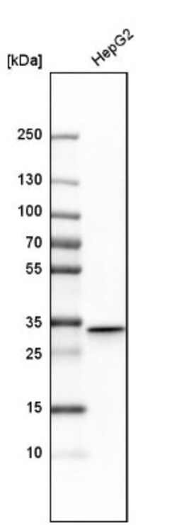 Annexin A4 Antibody, Novus Biologicals:Antibodies:Primary Antibodies