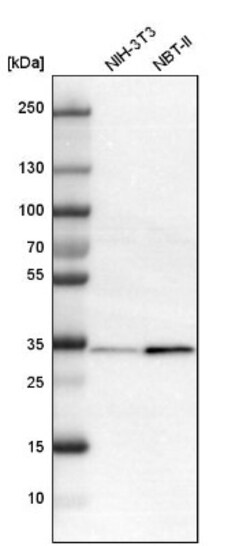Annexin A4 Antibody, Novus Biologicals:Antibodies:Primary Antibodies