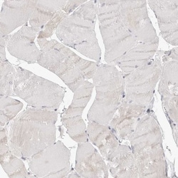 Annexin A9 Antibody, Novus Biologicals 0.1mL; Unlabeled:Antibodies, Polyclonal