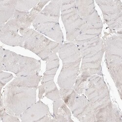 Annexin A9 Antibody, Novus Biologicals:Antibodies:Primary Antibodies