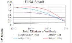 Annexin V Antibody (3B9B7) - BSA Free, Novus Biologicals 0.1 mg | Buy Online | Novus Biologicals | Fisher Scientific