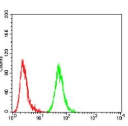 Annexin V Antibody (3B9B7) - BSA Free, Novus Biologicals 0.1 mg | Buy Online | Novus Biologicals | Fisher Scientific